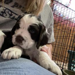 English Springer Spaniel Puppies from Cedar Ridge Kennels