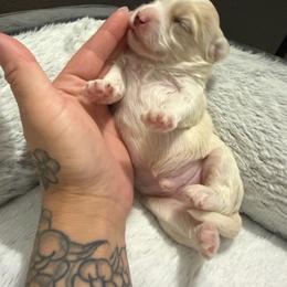 Custard - Gold and white male Shihpoo puppy in Brevard County, Florida from Enchanting Puppies