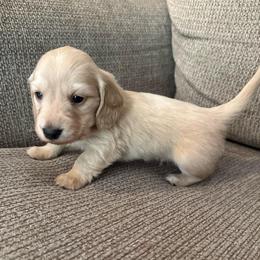 Spencer - Cream male Dachshund puppy in Avinger, Texas from Lone Star Longhair Dachshunds