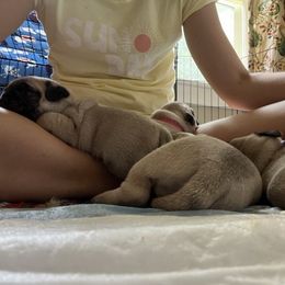 Pug Puppies from 901 Pugs