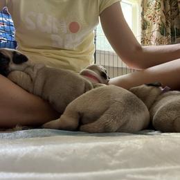 Pug Puppies from 901 Pugs