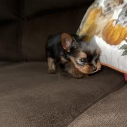 Yorkshire Terriers from Empire Yorkies