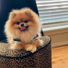 Prince - Pomeranian