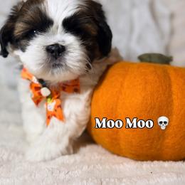 Shih Tzu Puppies from Our ShihTzu Family