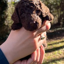 Goldendoodle Puppies from Our Darling Doodles