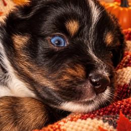 Boy 1 - Black tri male Miniature Australian Shepherd puppy in Sandwich, Massachusetts from Cape Cod Aussies / Cape Cod Poodles and Doodles