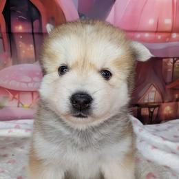 Flowers-2100 - Silver and white female Pomsky puppy in Spring Hill, Florida from www.PuppyTimeEmporium.com