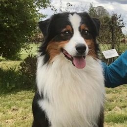 Jethro - Australian Shepherd