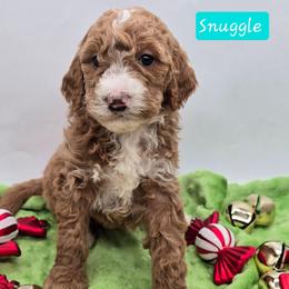 Snuggle - Apricot female Goldendoodle puppy in Neillsville, Wisconsin from Granton Creek