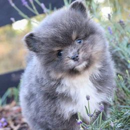 Beans-dilute boy - Blue and tan male Pomeranian puppy in Bremen, Indiana from AMS Pomeranians and Pomskies in Indiana