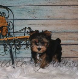 Yorkshire Terrier Puppies from Exquisite Yorkies