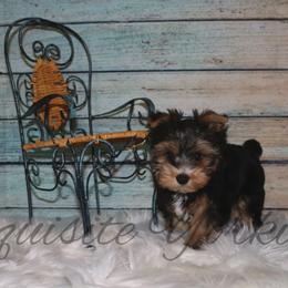 Yorkshire Terrier Puppies from Exquisite Yorkies