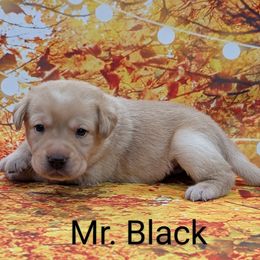 Mr. Black - Yellow male Labrador Retriever puppy in Lebanon, Pennsylvania from Robertson's Retrievers and Doodles