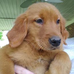 Golden Retriever Puppies from Ginger Snap Golden Retrievers