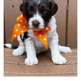 Miss Orange - Chocolate female Australian Labradoodle puppy in Wake Forest, North Carolina from Lucky Country Labradoodles