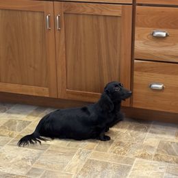 DALLAS - Dachshund