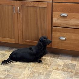DALLAS - Dachshund