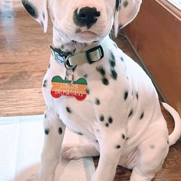 Dalmatian Puppies from Sublime Dalmatians