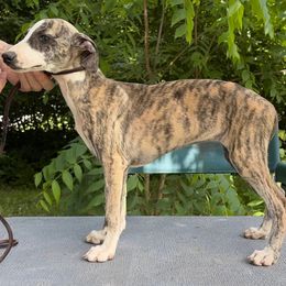 Cu Liath Little Nash Rambler - Fawn brindle female Whippet puppy in Argyle, New York from Cu Liath Deerhounds & Whippets