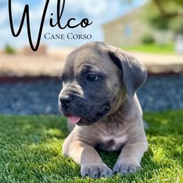 Formentino female - Gray and fawn female Cane Corso puppy in Florence, Texas from Wilco Cane Corso