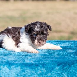 A.B.E. (Ankle Biter Extraordinaire) - Parti male Miniature Schnauzer puppy in Ferris, Texas from Vigilante Mini Aussies and Schnauzers