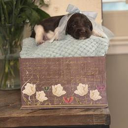 Orion - Chocolate male Australian Labradoodle puppy in Citrus Heights, California from Elite Blend Labradoodles
