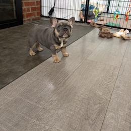 French Bulldog Puppies from Foster Lake Frenchies
