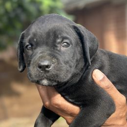 Boy 5 - male Cane Corso puppy in Weimar, Texas from Cane Corso Authority