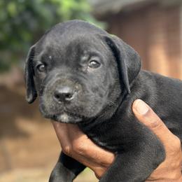 Boy 5 - male Cane Corso puppy in Weimar, Texas from Cane Corso Authority