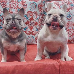 Honey and Ivy - French Bulldog