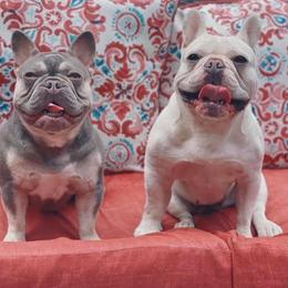 Honey and Ivy - French Bulldog