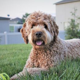 Australian Labradoodles from Loyal Heart Labradoodles
