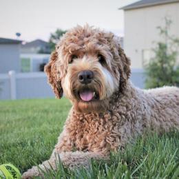 Australian Labradoodles from Loyal Heart Labradoodles