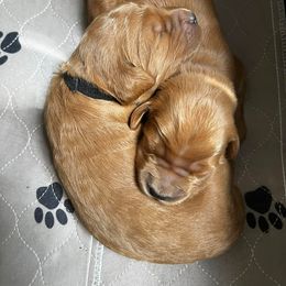 Goldendoodle Puppies from Doodle Devotion