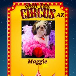 Maggie - Shih Tzu