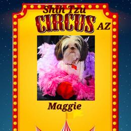 Maggie - Shih Tzu