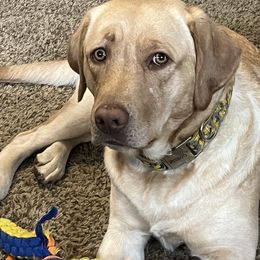Daisy - Labrador Retriever
