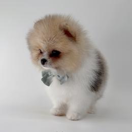 Tate - Cream sable parti male Pomeranian puppy in California from Petite Poms Of CA