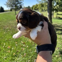 Choc tri blue collar - Chocolate male Cavalier King Charles Spaniel puppy in Greenleaf, Wisconsin from Ledgetop Family Cavaliers