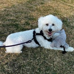 Romeo - Poodle