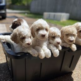 Goldendoodle All Grown Up from Cali Doodles Gone South