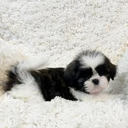 AKC Bella - Tricolor female Shih Tzu puppy in Greenville, South Carolina from Babyface Shih Tzu