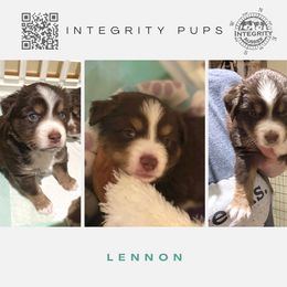 Australian Shepherd and Miniature Australian Shepherd Puppies from Integrity Aussies Tx