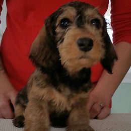 Dachshund Puppies from Briarwire Dachshunds