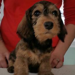 Dachshund Puppies from Briarwire Dachshunds