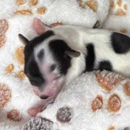 Arianna - Parti female Yorkshire Terrier puppy in Labelle, Florida from Chocolate and Parti Yorkies in Florida