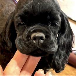 Cocker Spaniel Puppies from Belive in Dreams Cockers