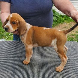 American English Coonhound Puppies from Passchendaele English Coonhounds