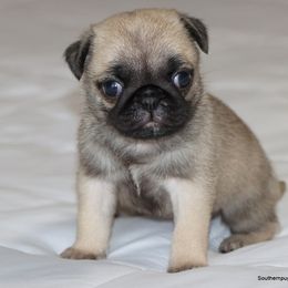 Bella - Fawn female Pug puppy in Winnsboro, Texas from Southern pugs