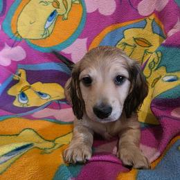Boy 3 - Cream male Dachshund puppy in Sour Lake, Texas from Rigdon's dachshunds